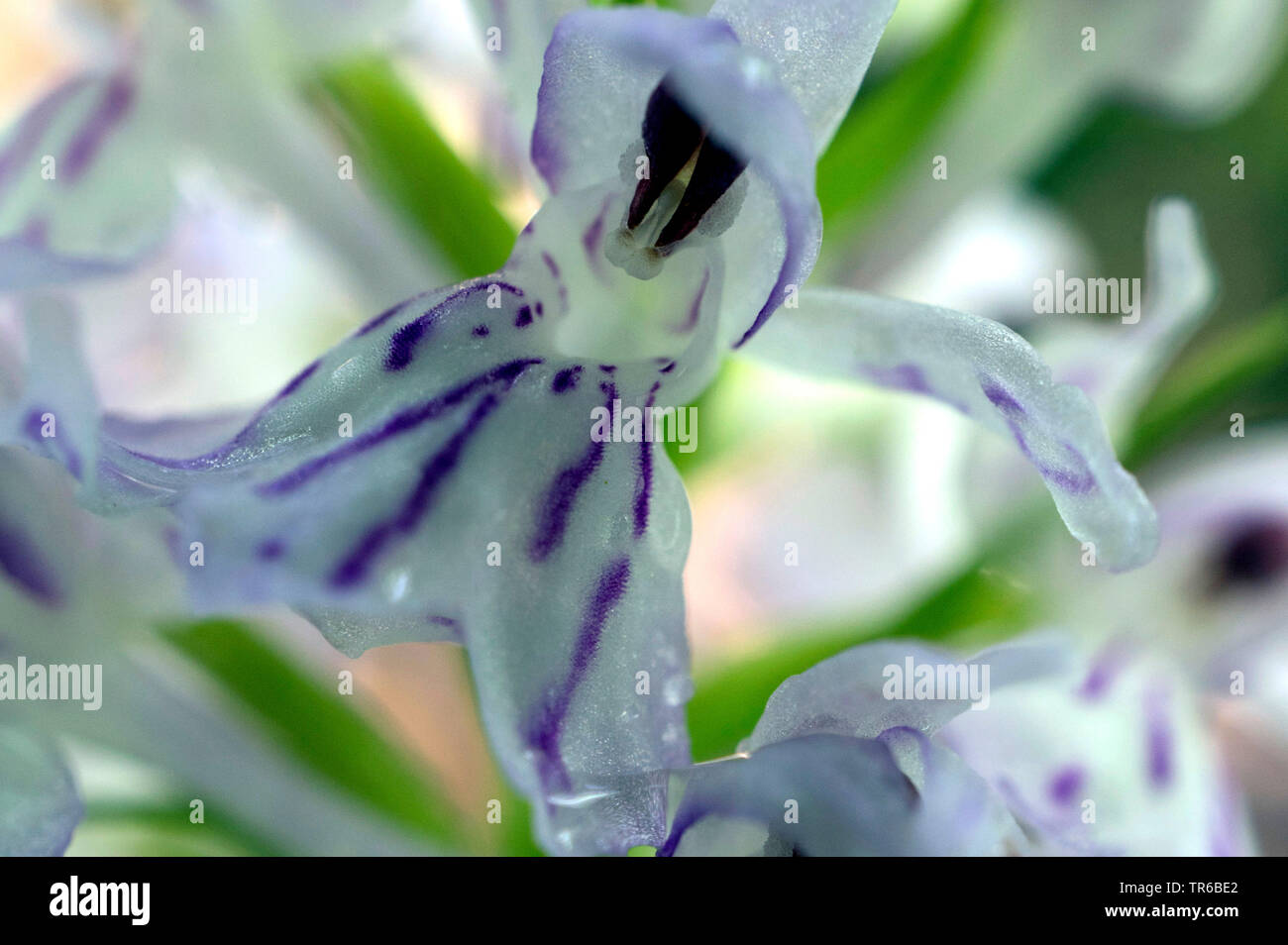Heath spotted orchid (Dactylorhiza maculata s.l.), fleur, l'Autriche, le Tyrol Banque D'Images