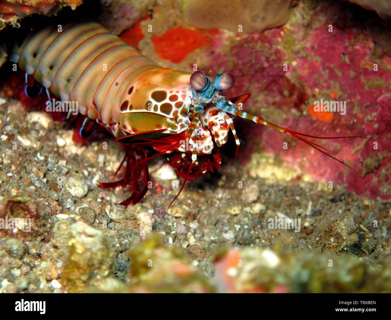 Peacock, crevette mantis mantis colorés (Odontodactylus scyllarus crevette), sur le lit de l'océan, aux Philippines, dans le sud de l'île de Leyte, Panaon, Pintuyan Banque D'Images