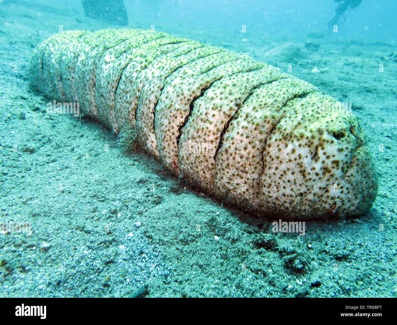 (Holothuria fuscopunctata Trunkfish éléphant), sur le lit de l'océan, aux Philippines, dans le sud de l'île de Leyte, Panaon, Pintuyan Banque D'Images