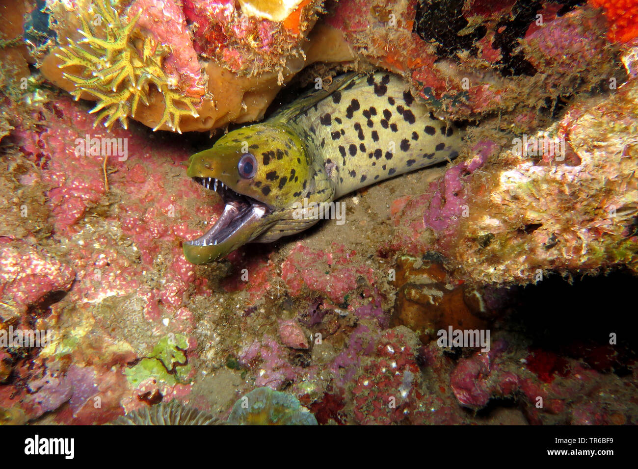 Gymnothorax fimbriatus liséré de Moray (), à la barrière de corail, portrait, philippines, sud de l'île de Leyte, Panaon, Pintuyan Banque D'Images