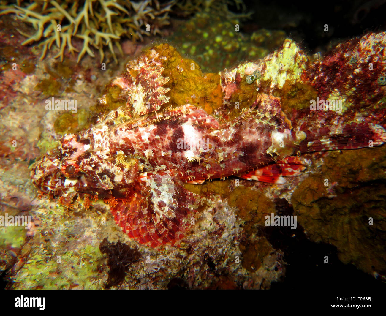 Scorpionfish (Scorpaena spec.), camouflée sur le récif, philippines, sud de l'île de Leyte, Panaon, Pintuyan Banque D'Images