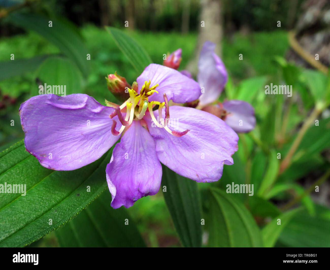 (Melastome Melastoma malabathricum Malabar), fleur, Philippines, Southern Leyte Banque D'Images