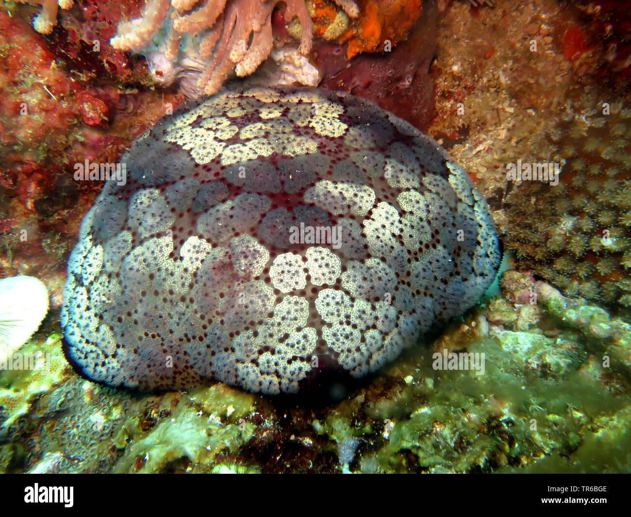 Star (Culcita novaeguineae coussin), au récif, philippines, sud de l'île de Leyte, Panaon, Pintuyan Banque D'Images