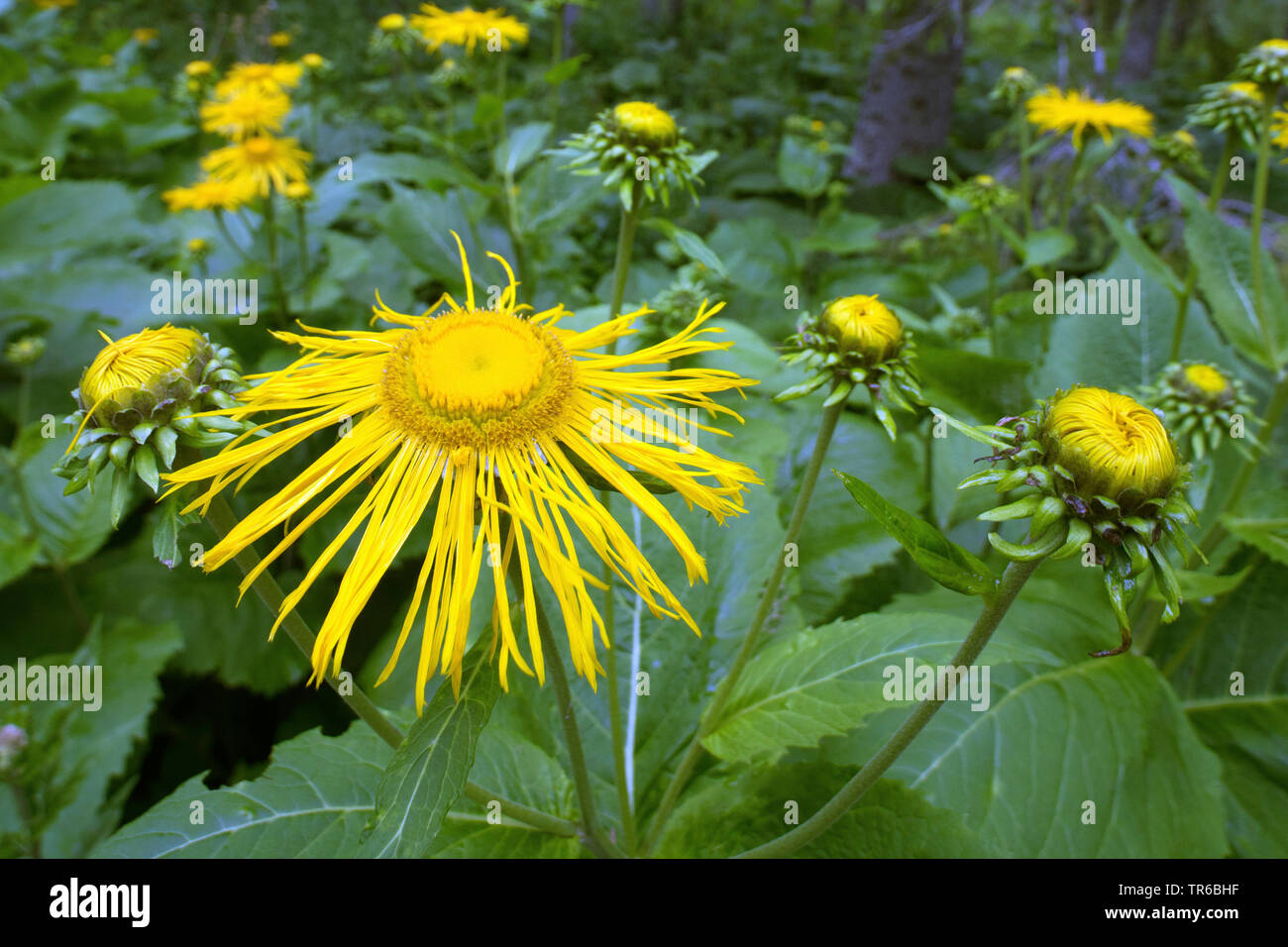 Heartleaf oxeye, Grand jaune oxeye (Telekia speciosa), blooming, Allemagne, Bavière, Ammergebirge Banque D'Images