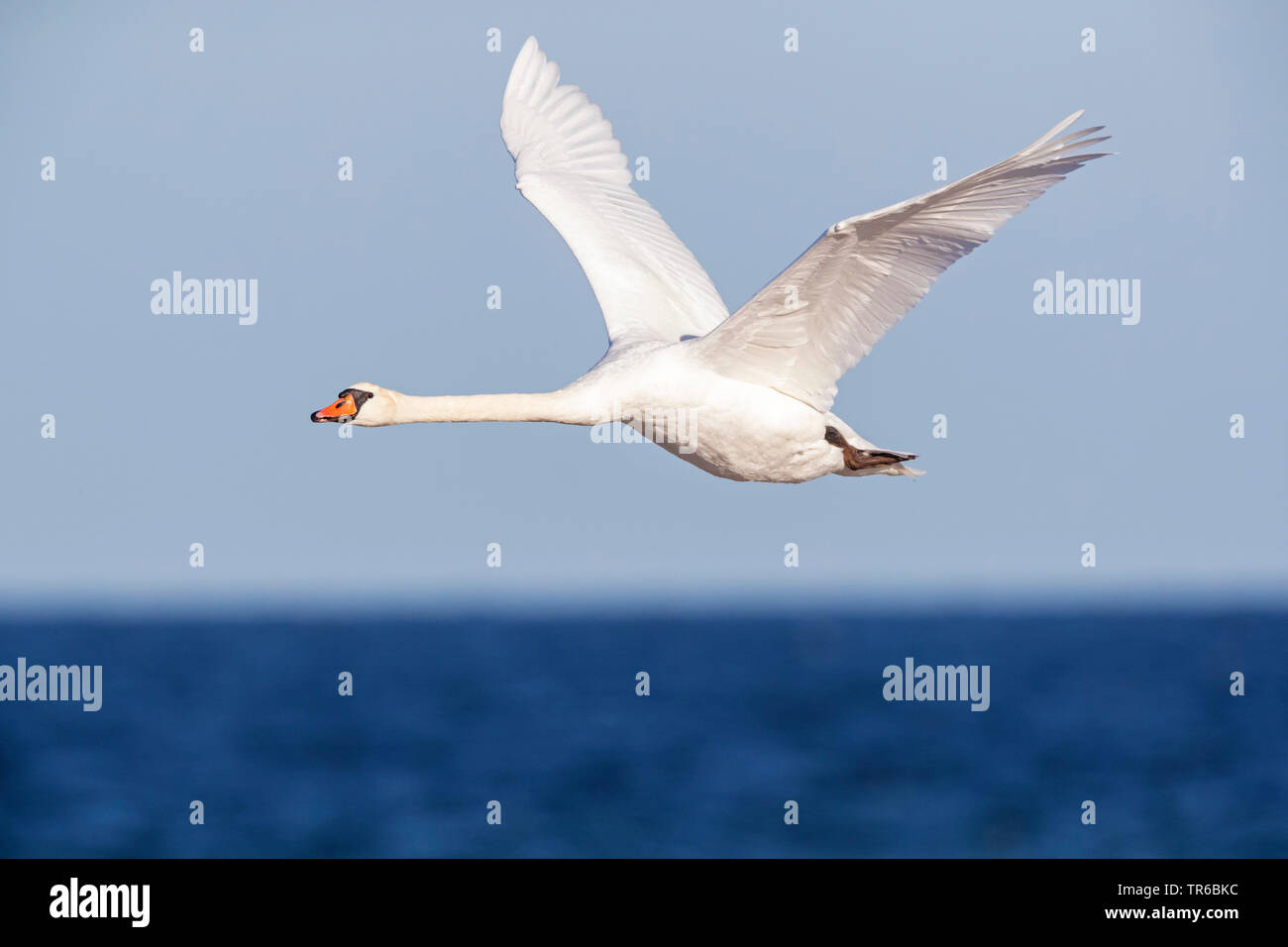 Mute swan (Cygnus olor), volant au-dessus de l'eau, de la Suède, Falsterbo Banque D'Images