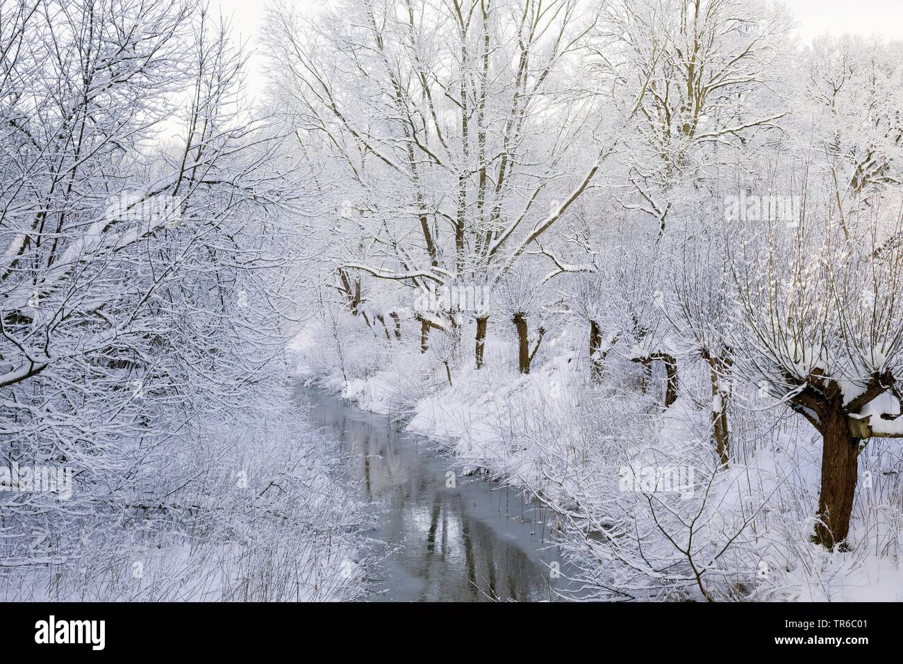 Le saule, l'osier (Salix spec.), saules étêtés à un ruisseau en hiver, l'Allemagne, Schleswig-Holstein Banque D'Images