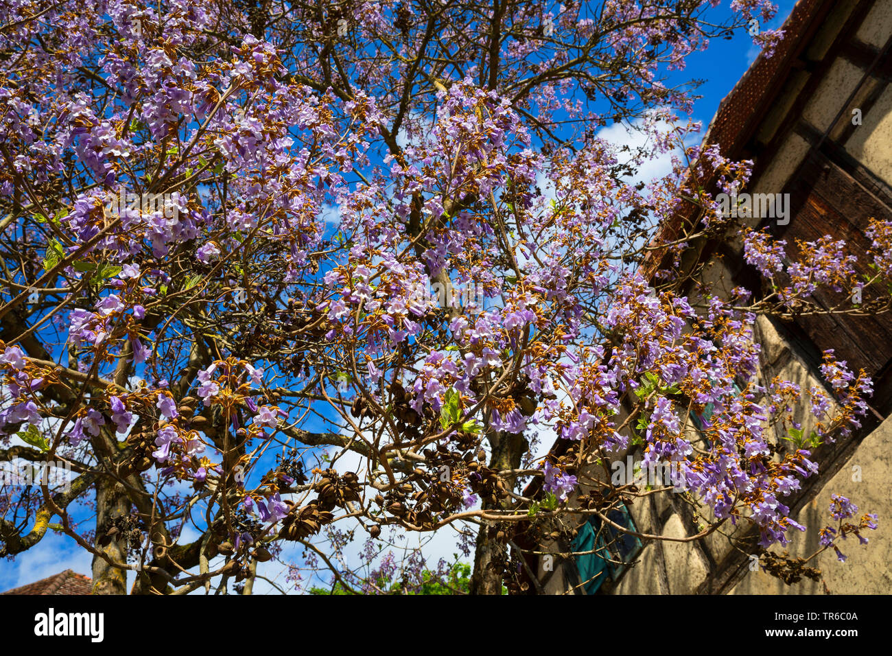 Empress tree, Princess tree, arbre de la digitale (Paulownia tomentosa Paulownia imperialis), à l'inflorescence, une maison Banque D'Images