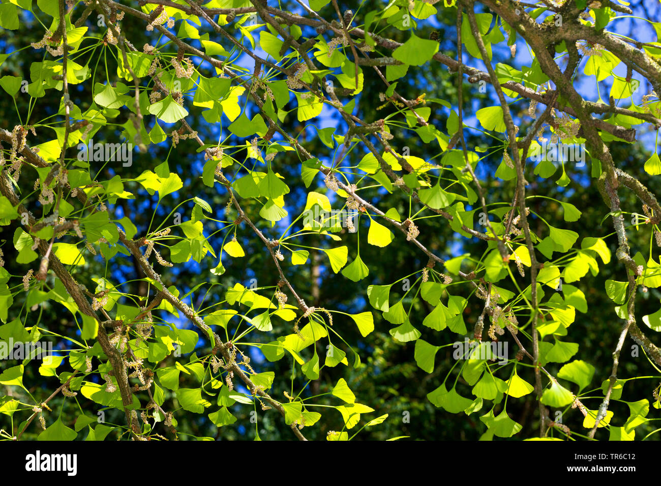 Arbre aux 40 écus, Ginkgo, Arbre de ginkgo, Ginko biloba de ginkgo (arbre), de la direction générale avec les jeunes feuilles et fleurs mâles Banque D'Images