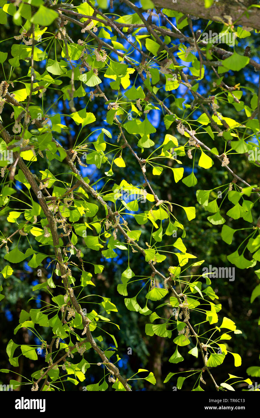Arbre aux 40 écus, Ginkgo, Arbre de ginkgo, Ginko biloba de ginkgo (arbre), de la direction générale avec les jeunes feuilles et fleurs mâles Banque D'Images