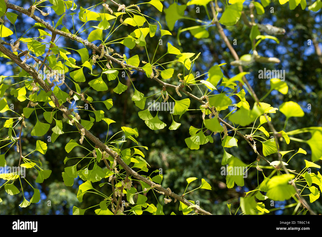 Arbre aux 40 écus, Ginkgo, Arbre de ginkgo, Ginko biloba de ginkgo (arbre), de la direction générale avec les jeunes feuilles et fleurs mâles Banque D'Images