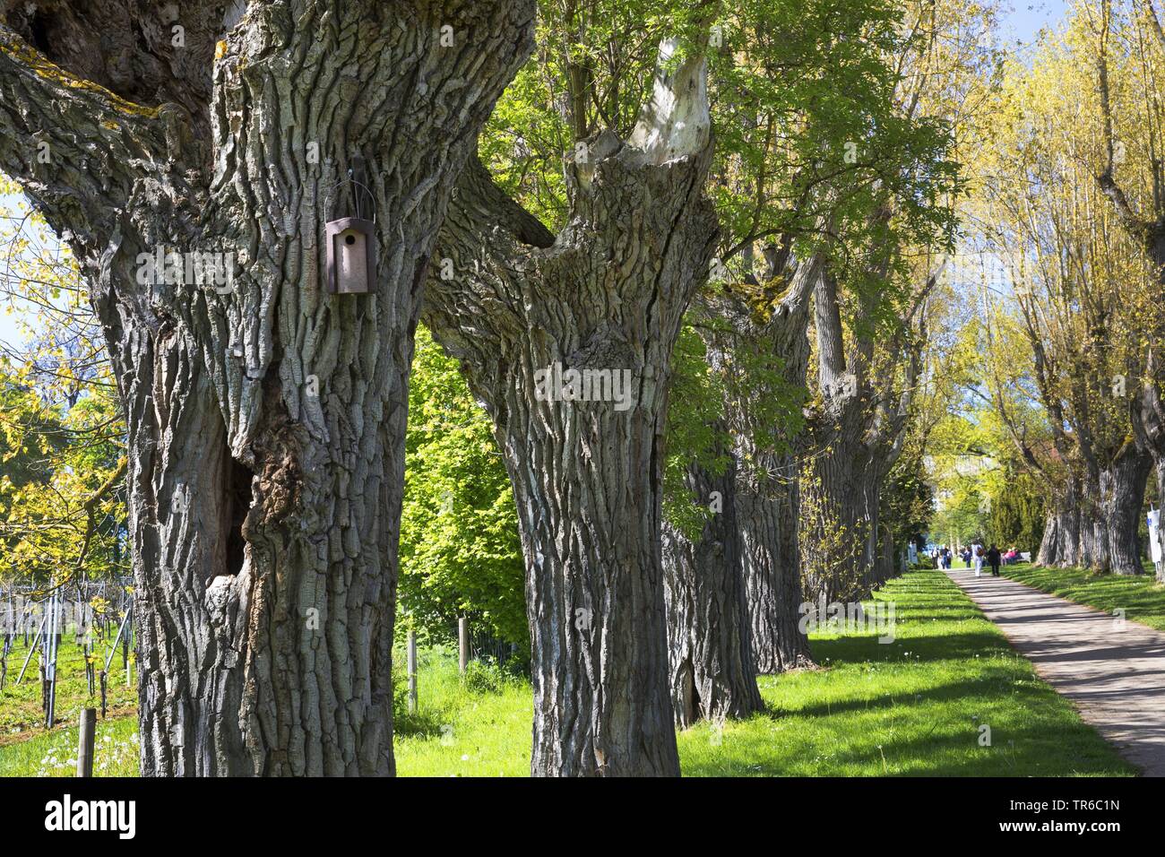 Les peupliers (Populus x canadensis), allée des peupliers, Allemagne Banque D'Images