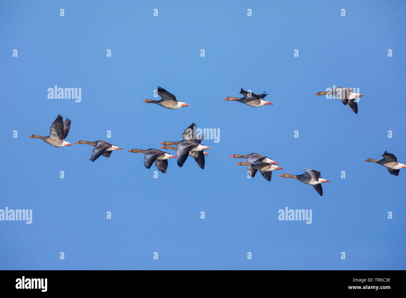 Oie cendrée (Anser anser), flying flock, vue de côté, l'Allemagne, la Bavière Banque D'Images