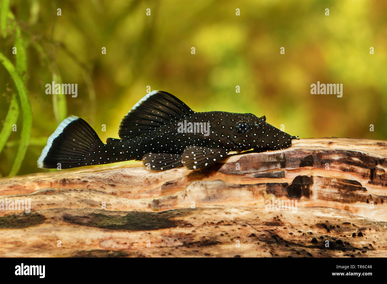Flocon, bristlenose poils tacheté poisson-chat à nez plat (Ancistrus dolichopterus ), sur le bois sous l'eau, vue de côté Banque D'Images