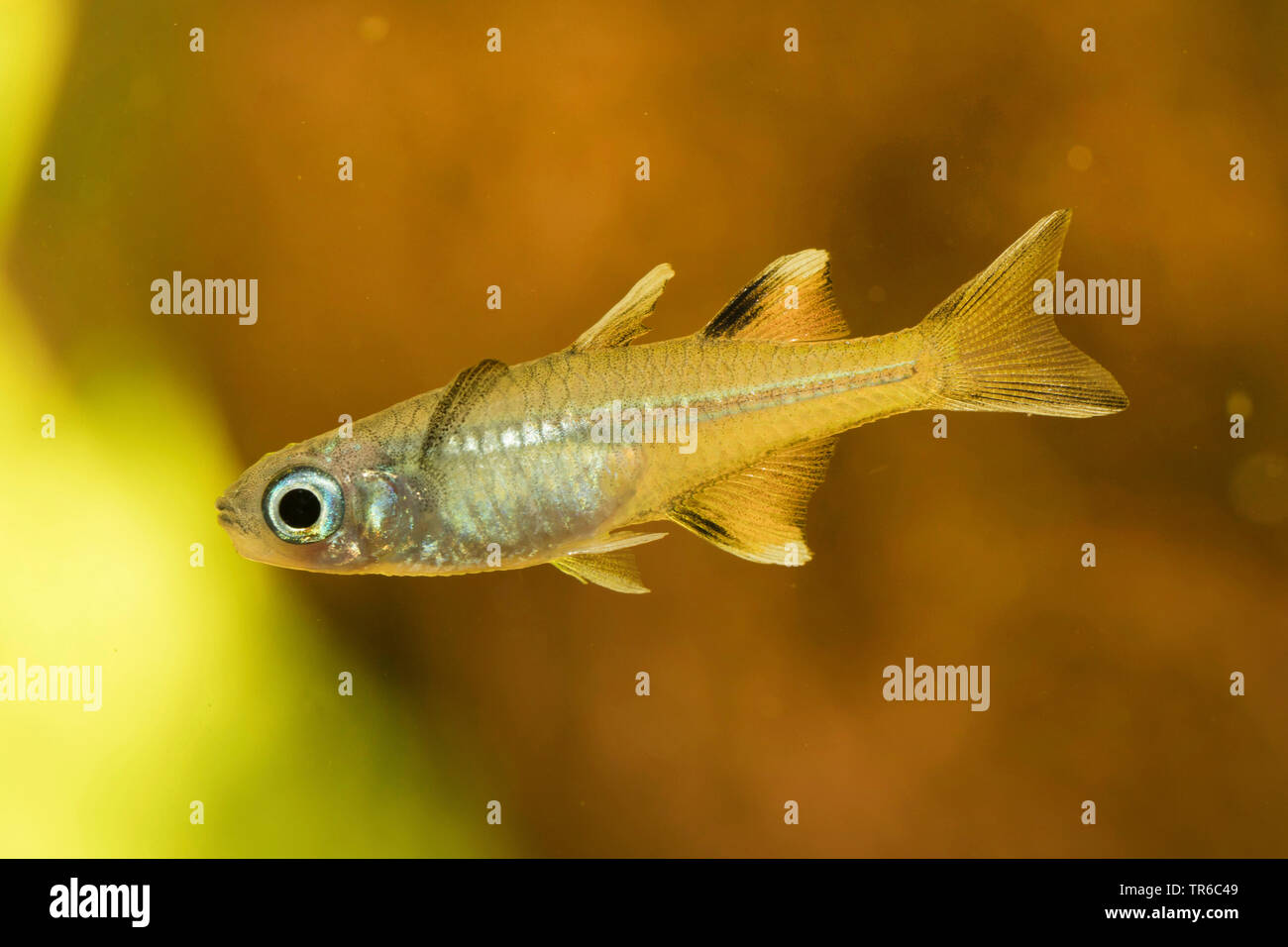 Les yeux bleus, blueeyes (Pseudomugil signifer), natation homme, side view Banque D'Images