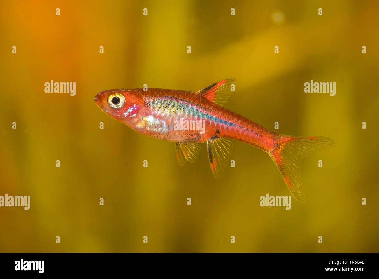 Rasbora Boraras brigittae (moustiques), une femme, side view Banque D'Images