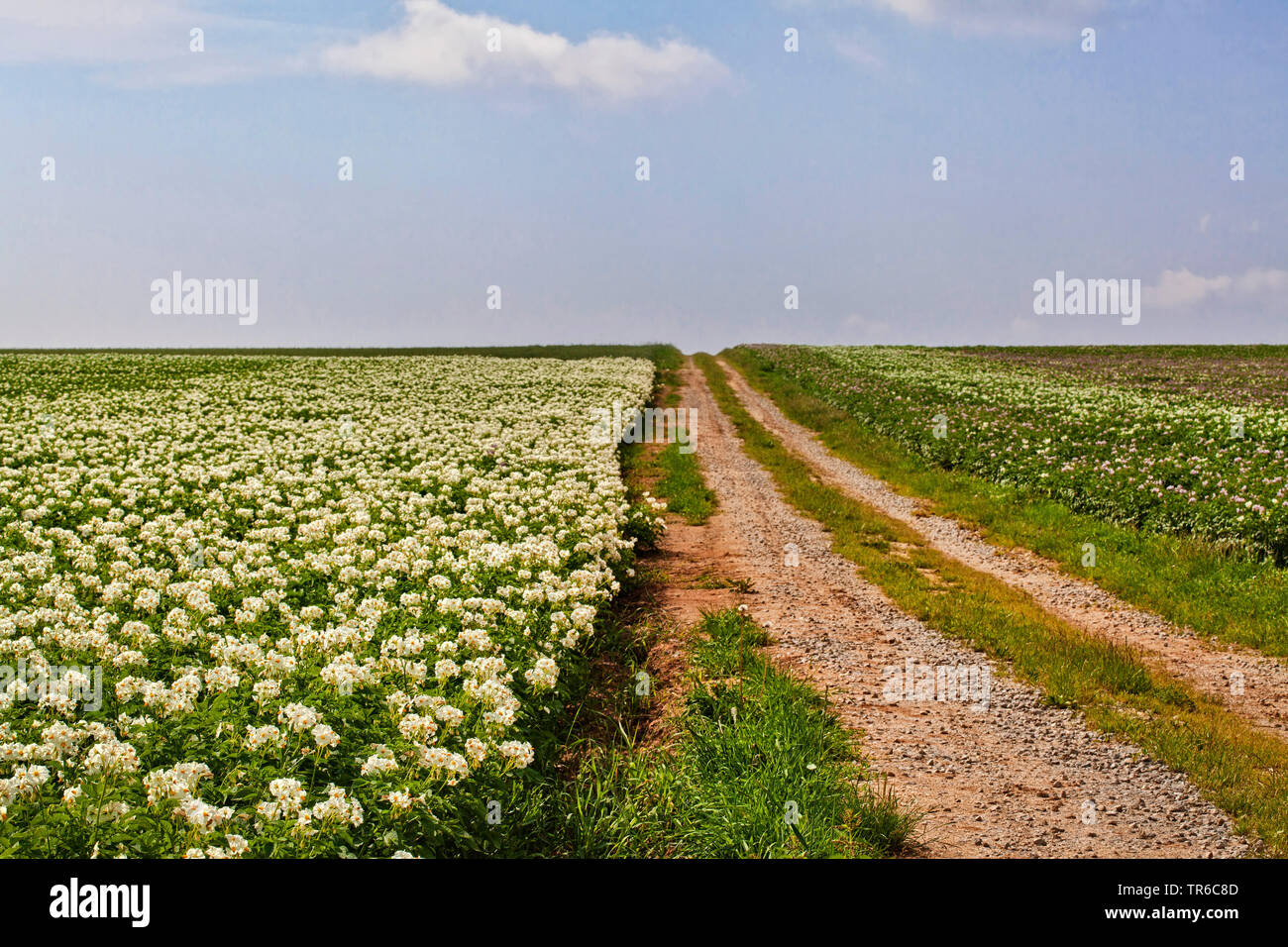 La pomme de terre (Solanum tuberosum), champ de pommes de terre en fleurs, l'Allemagne, la Bavière Banque D'Images