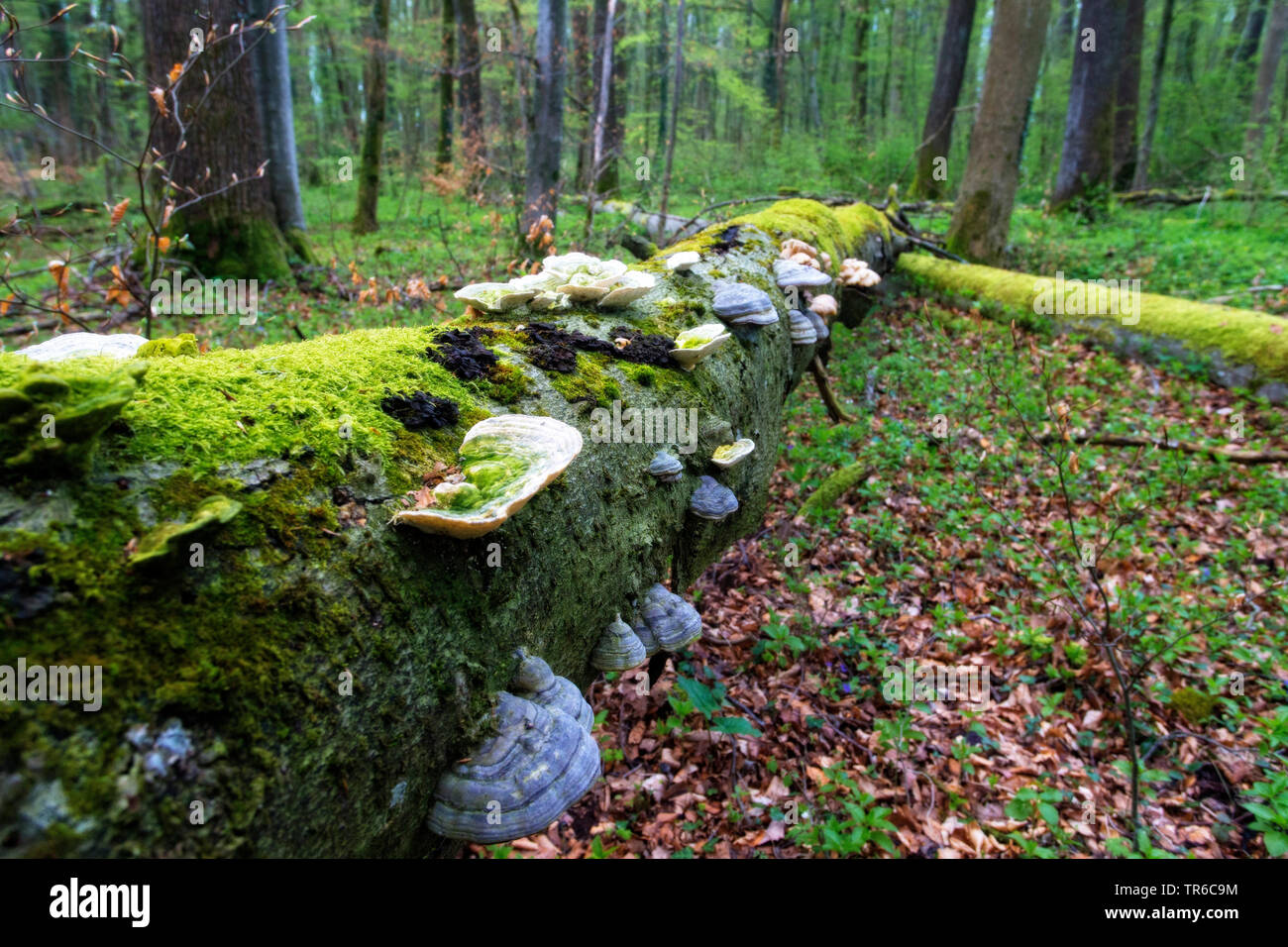 Arbre couvert de mousse et d'arbres en forêt alluviale fungis, Germany Banque D'Images