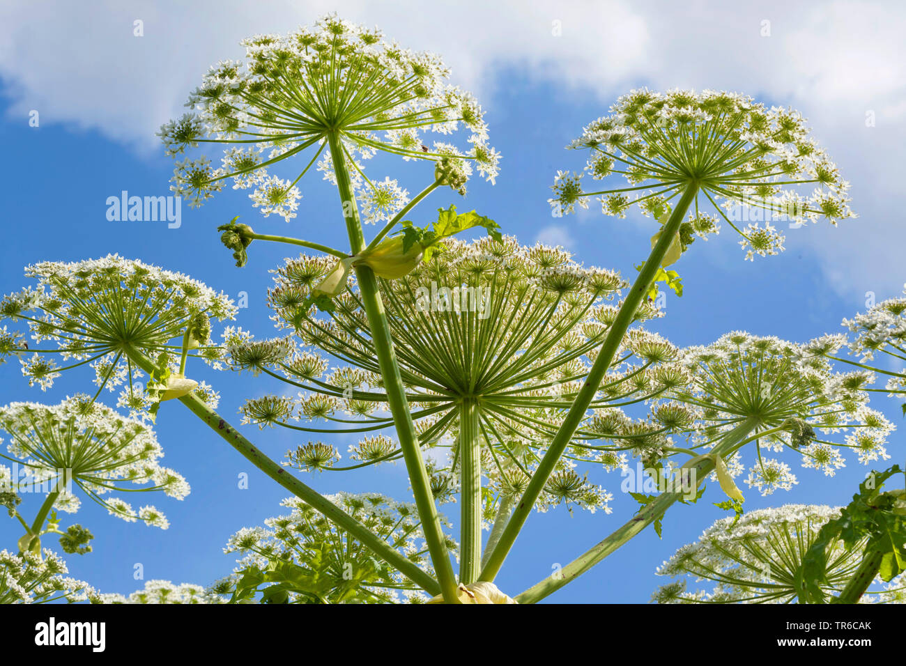 La berce du Caucase (Heracleum mantegazzianum), inflorescence d'en bas, l'Allemagne, la Bavière Banque D'Images