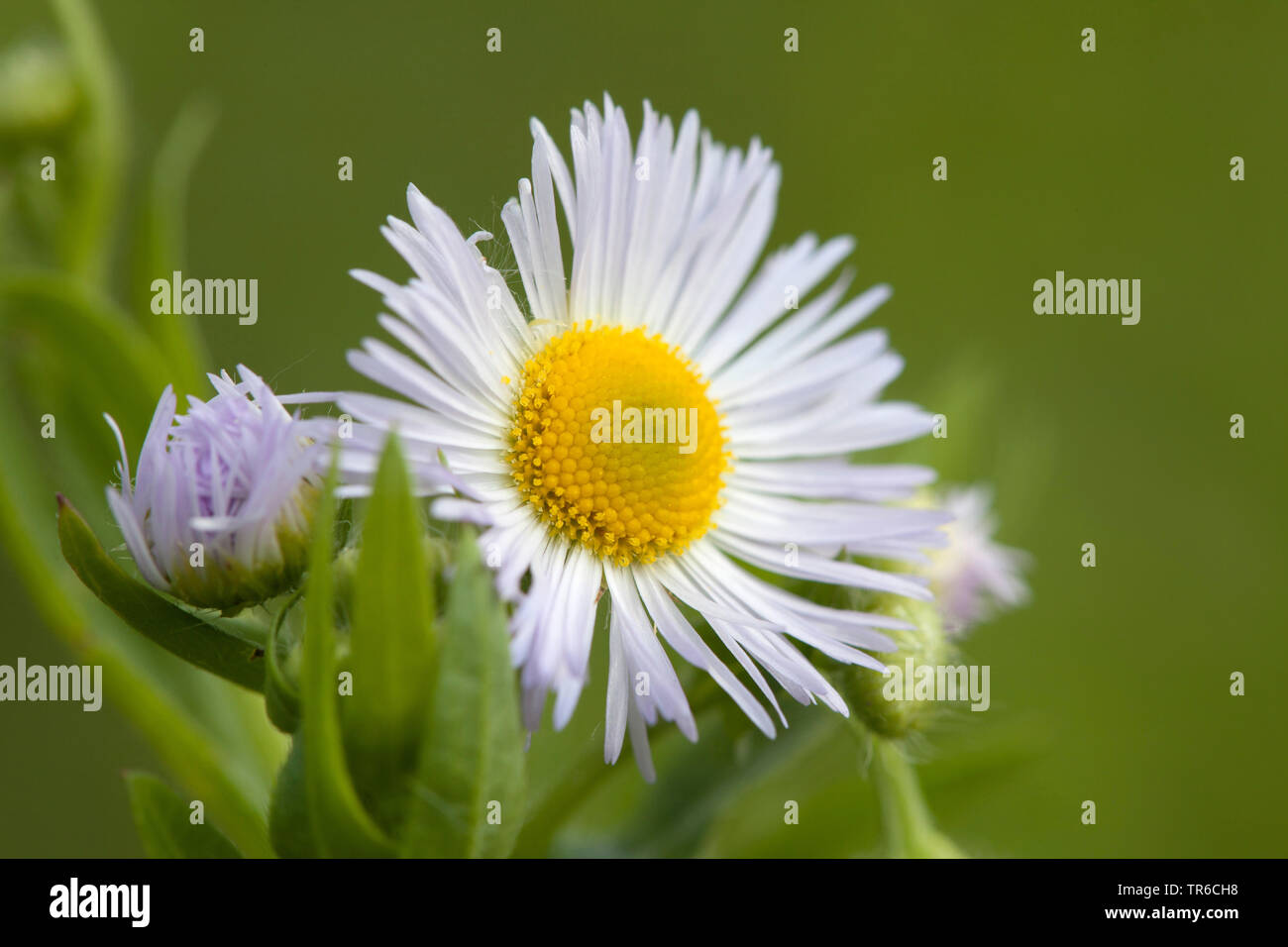 Vergerette annuelle, daisy fleabane, sweet scabious, Eastern daisy fleabane, blanc-top (vergerette Erigeron annuus), blooming, Allemagne Banque D'Images