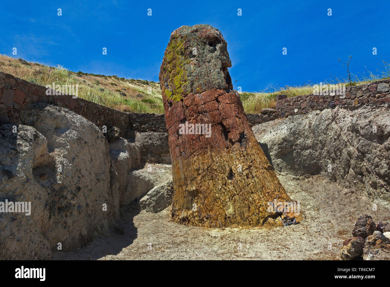 Arbre fossile, geoparc de la forêt pétrifiée de Sigri, Grèce, Lesbos, Mytilène Banque D'Images