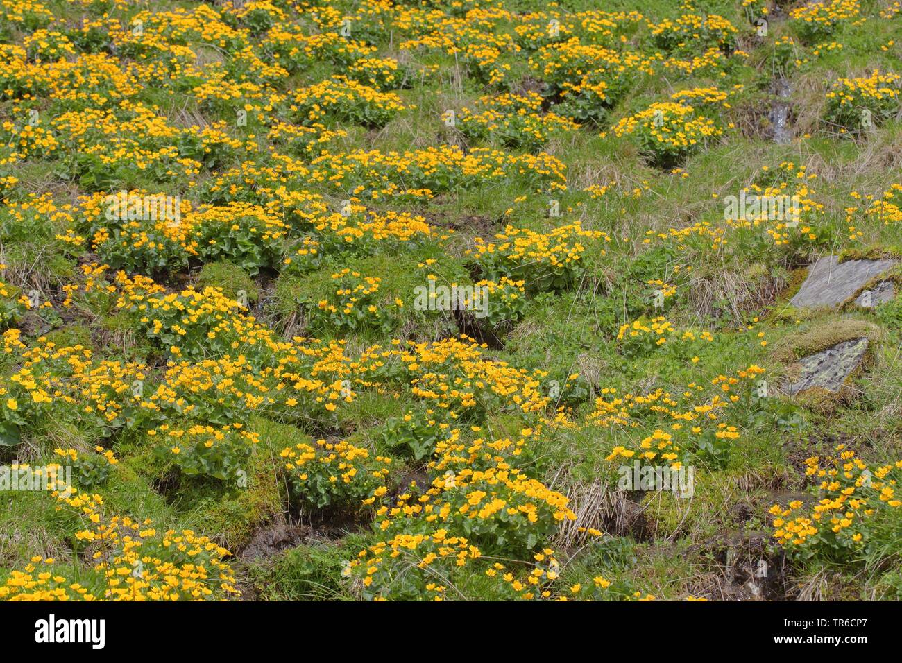 Le populage des marais (Caltha palustris), la floraison dans un marais, l'Autriche, le Tyrol Banque D'Images