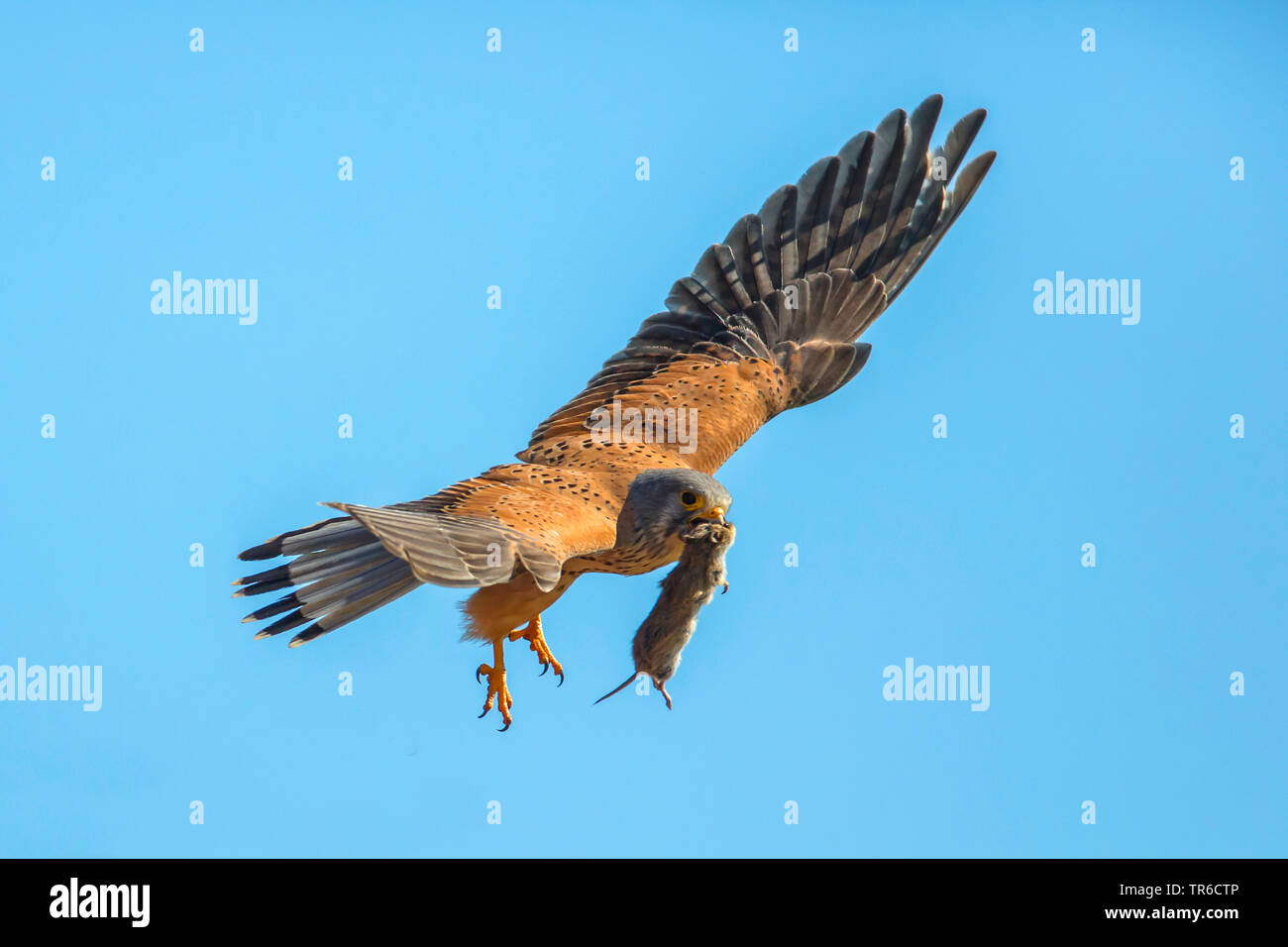 Kestrel Kestrel eurasien, l'Ancien Monde, faucon crécerelle, faucon crécerelle (Falco tinnunculus), battant jusqu'à l'aide d'une souris dans le projet de loi, l'Allemagne, la Bavière Banque D'Images