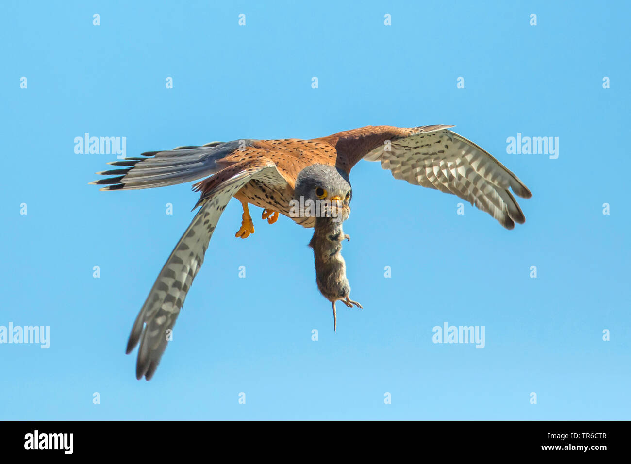 Kestrel Kestrel eurasien, l'Ancien Monde, faucon crécerelle, faucon crécerelle (Falco tinnunculus), voler avec une souris dans le projet de loi, l'Allemagne, la Bavière Banque D'Images