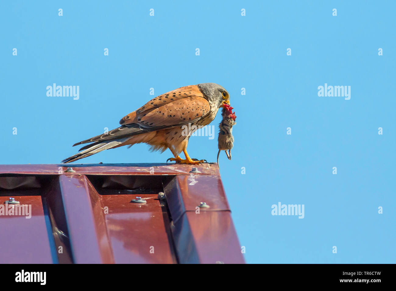 Kestrel Kestrel eurasien, l'Ancien Monde, faucon crécerelle, faucon crécerelle (Falco tinnunculus), assis avec une souris proie dans le projet de loi sur une crête, vue de côté, l'Allemagne, la Bavière Banque D'Images