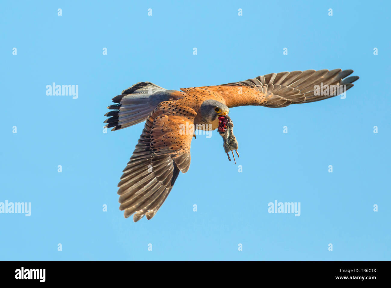 Kestrel Kestrel eurasien, l'Ancien Monde, faucon crécerelle, faucon crécerelle (Falco tinnunculus), voler avec une souris dans le projet de loi, l'Allemagne, la Bavière Banque D'Images