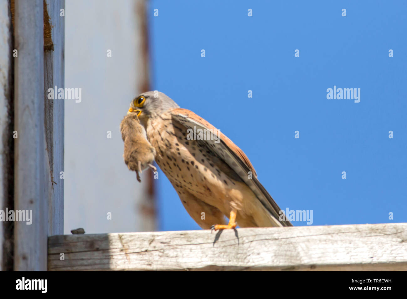 Kestrel Kestrel eurasien, l'Ancien Monde, faucon crécerelle, faucon crécerelle (Falco tinnunculus), de retour avec un souris pour le nid, l'Allemagne, la Bavière Banque D'Images