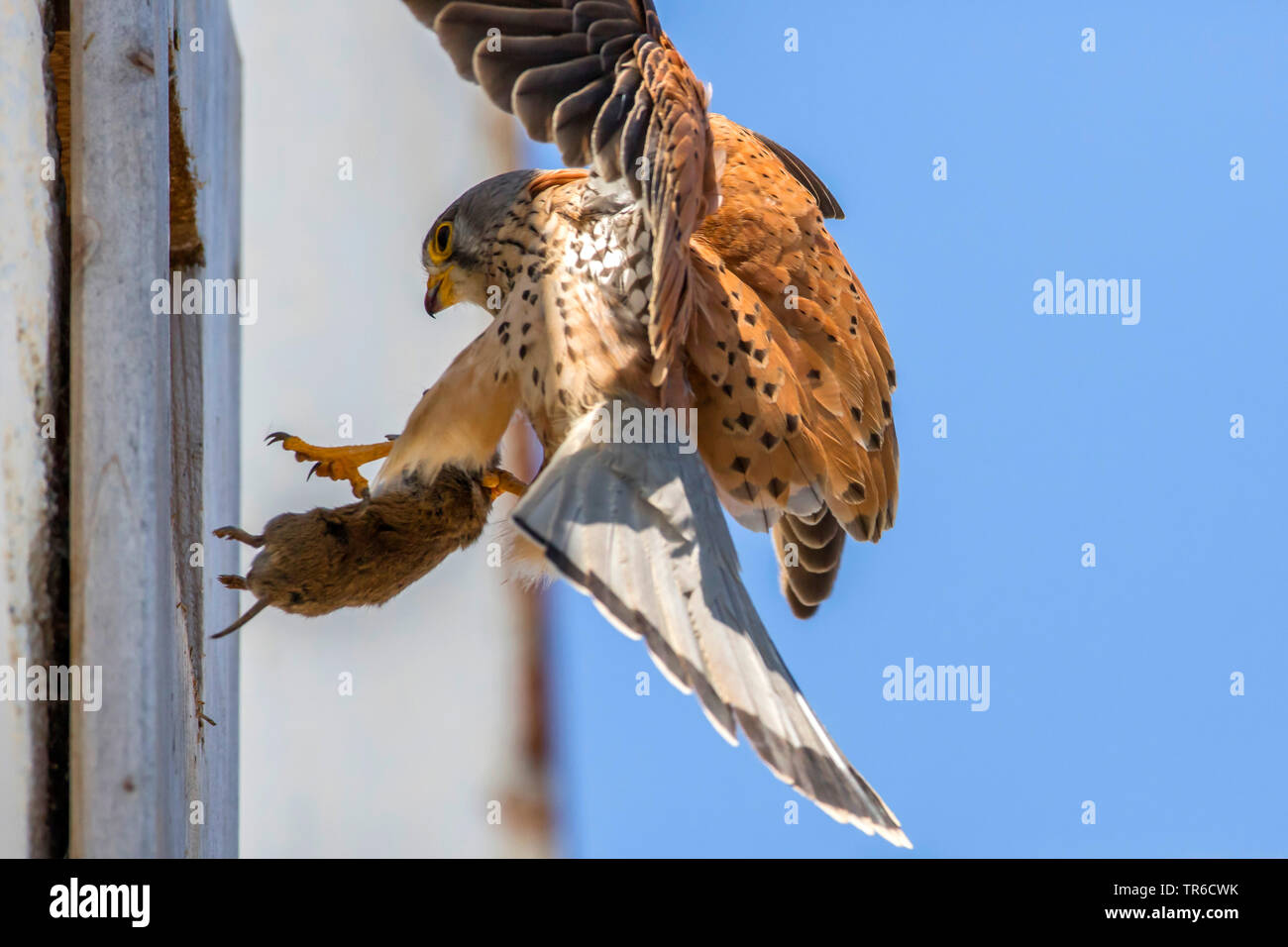 Kestrel Kestrel eurasien, l'Ancien Monde, faucon crécerelle, faucon crécerelle (Falco tinnunculus), palier avec la souris capturées au nid, l'Allemagne, la Bavière Banque D'Images