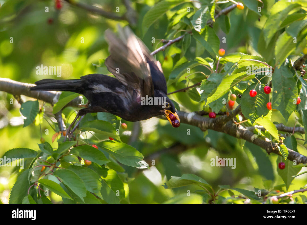 Blackbird (Turdus merula), s'envoler avec deux cerises dans le projet de loi, l'Allemagne, la Bavière Banque D'Images