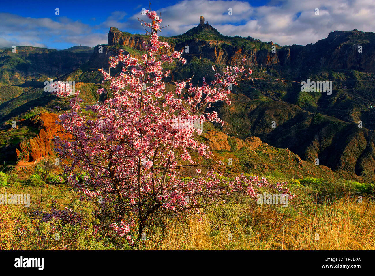 Amande (Prunus dulcis, Prunus amygdalus, Amygdalus communis, Amygdalus dulcis), arbre en fleurs et d'Almon Roque Nublo, Canaries, Gran Canaria Banque D'Images