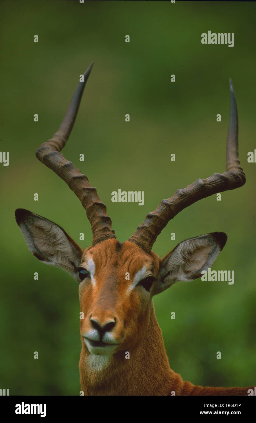 Black-faced Impala (Aepyceros melampus petersi, Aepyceros petersi), buck, portrait, Namibie Banque D'Images