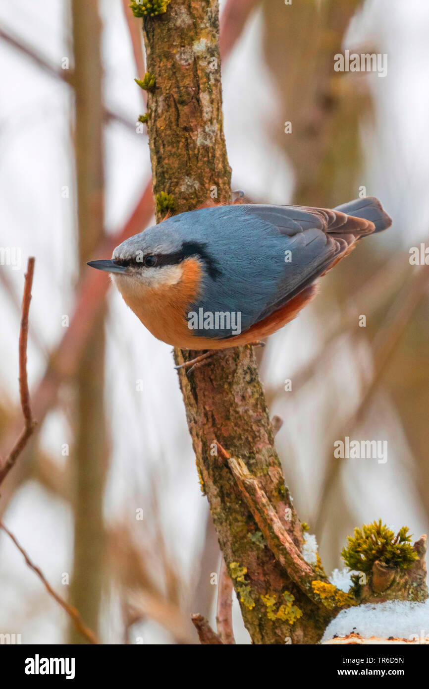 Sittelle torchepot (Sitta europaea), sur une branche, l'Allemagne, la Bavière Banque D'Images