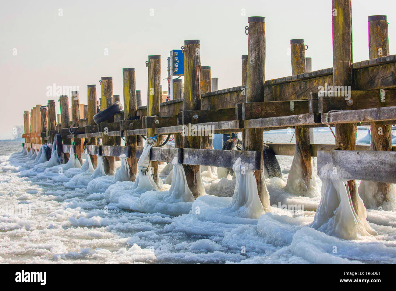 Bizarrement façonné cerise sur un pont d'atterrissage après la tempête, l'Allemagne, la Bavière, le lac de Chiemsee Banque D'Images