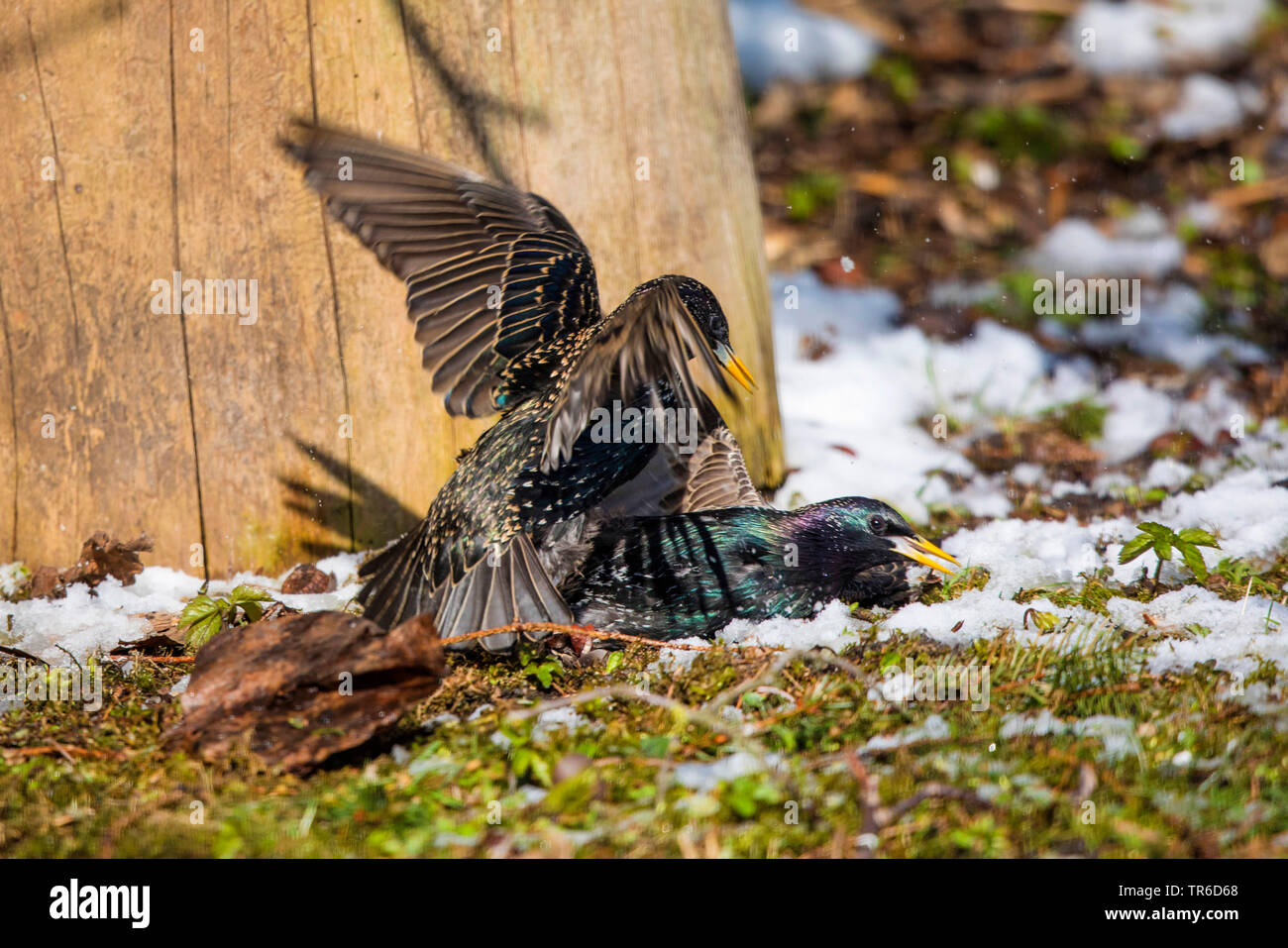 Étourneau sansonnet (Sturnus vulgaris), la lutte contre les hommes, en Allemagne, en Bavière Banque D'Images