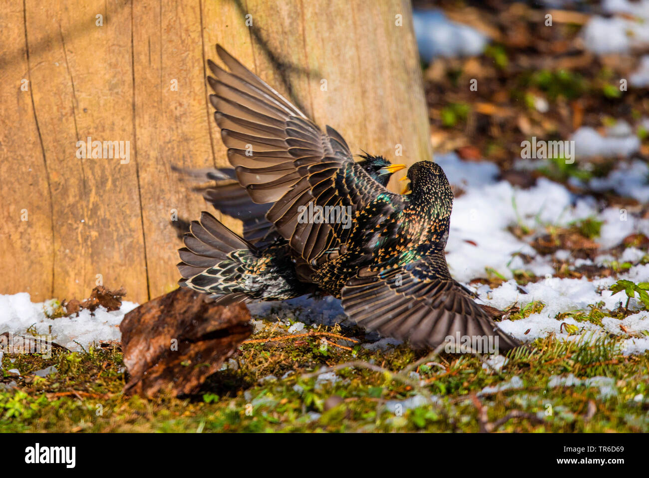 Étourneau sansonnet (Sturnus vulgaris), la lutte contre les hommes, en Allemagne, en Bavière Banque D'Images