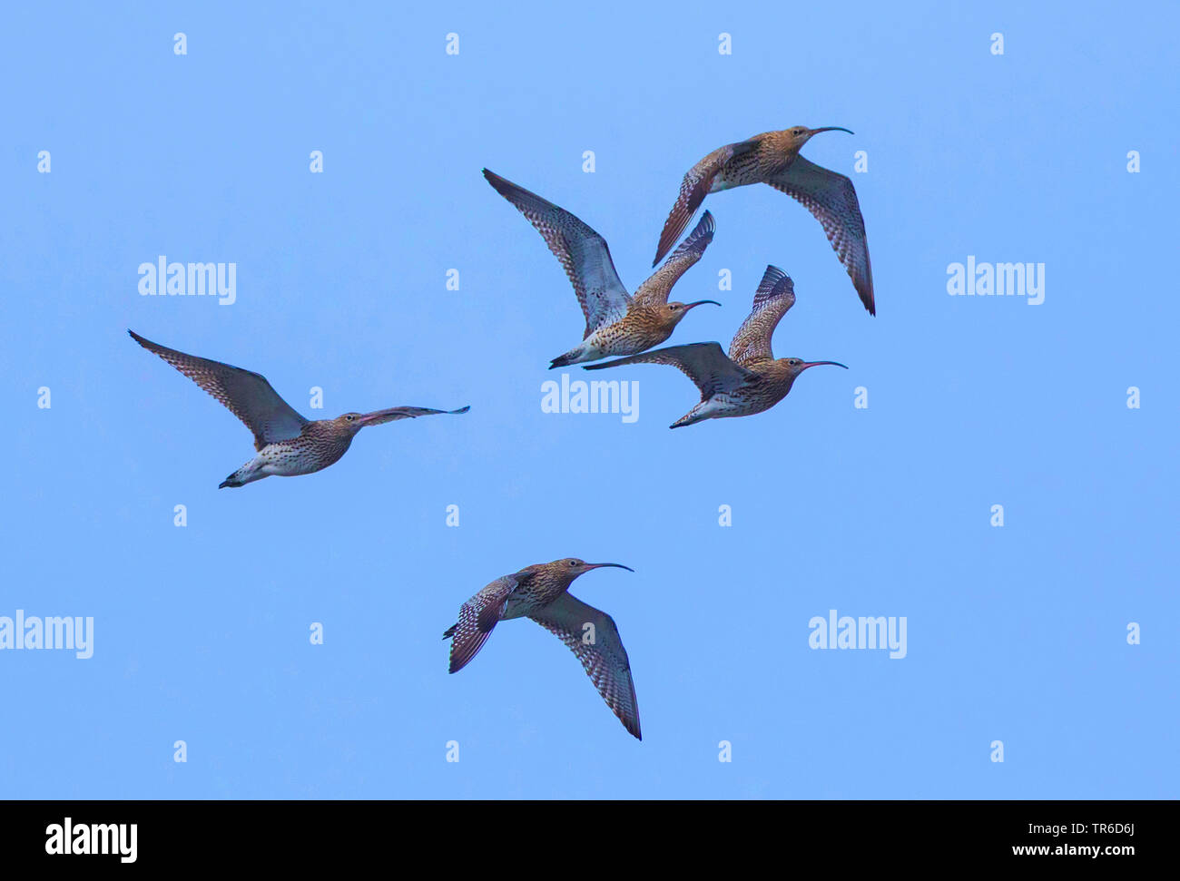 Western Curlew (Numenius arquata), petit groupe battant, en Allemagne, en Bavière, le lac de Chiemsee Banque D'Images