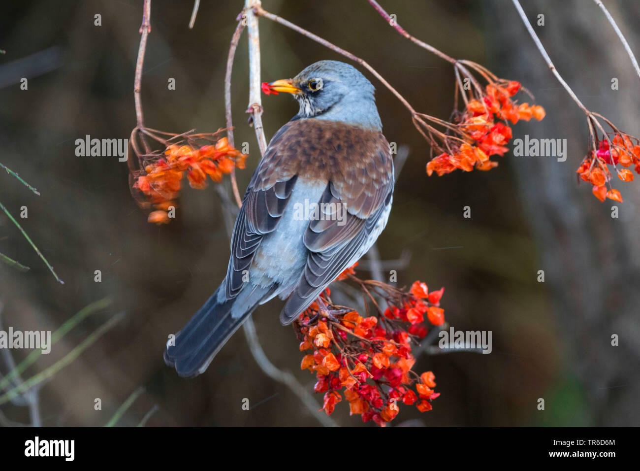 F) fieldfare (Turdus, feding sur frosty berrier de Viburnum opulus, Germany Banque D'Images