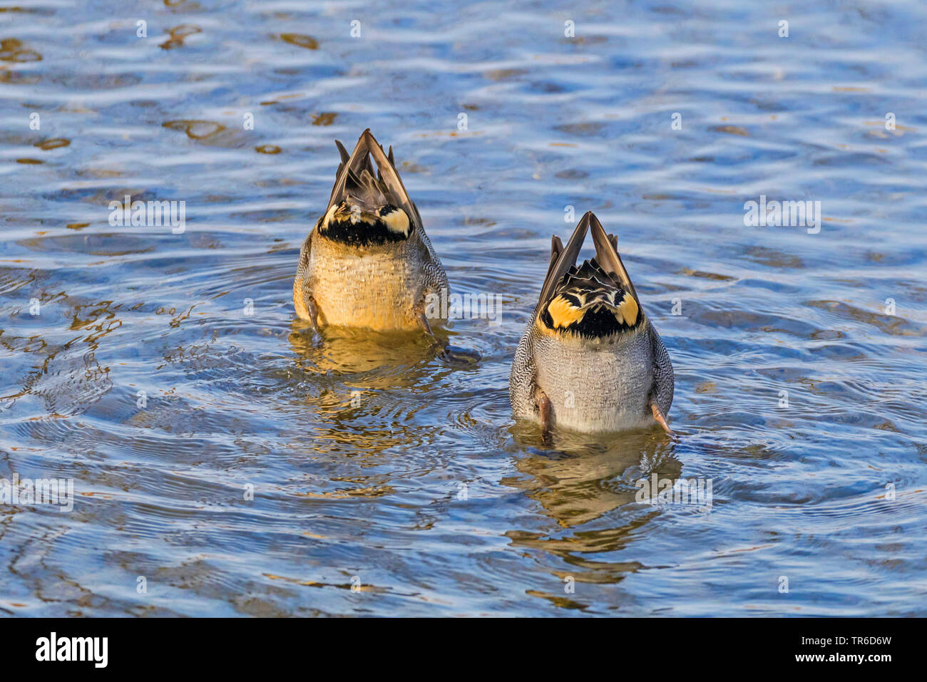 La Sarcelle d'hiver (Anas crecca), les canards, l'Allemagne, la Bavière Banque D'Images