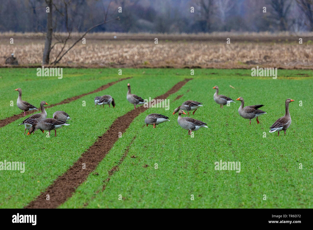 Oie cendrée (Anser anser), l'alimentation du troupeau sur le blé d'hiver, l'Allemagne, Bavière, Erdinger Moos Banque D'Images