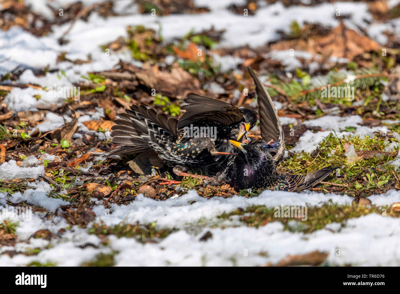 Étourneau sansonnet (Sturnus vulgaris), la lutte contre les hommes, en Allemagne, en Bavière Banque D'Images