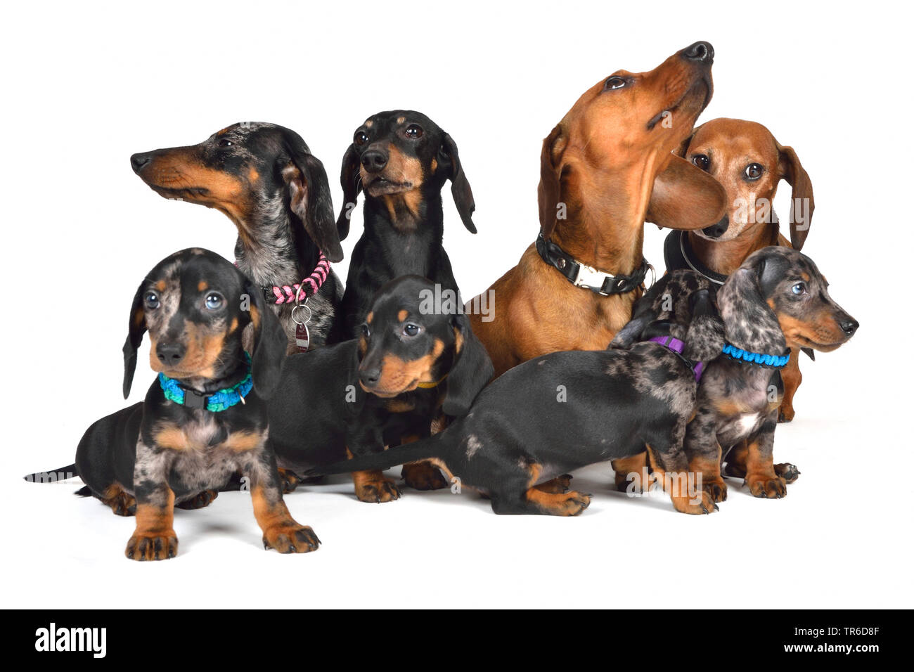 Teckel à poil court, à poil court, chien saucisse chien domestique (Canis lupus f. familiaris), chien saucisse cut-out, la famille Banque D'Images