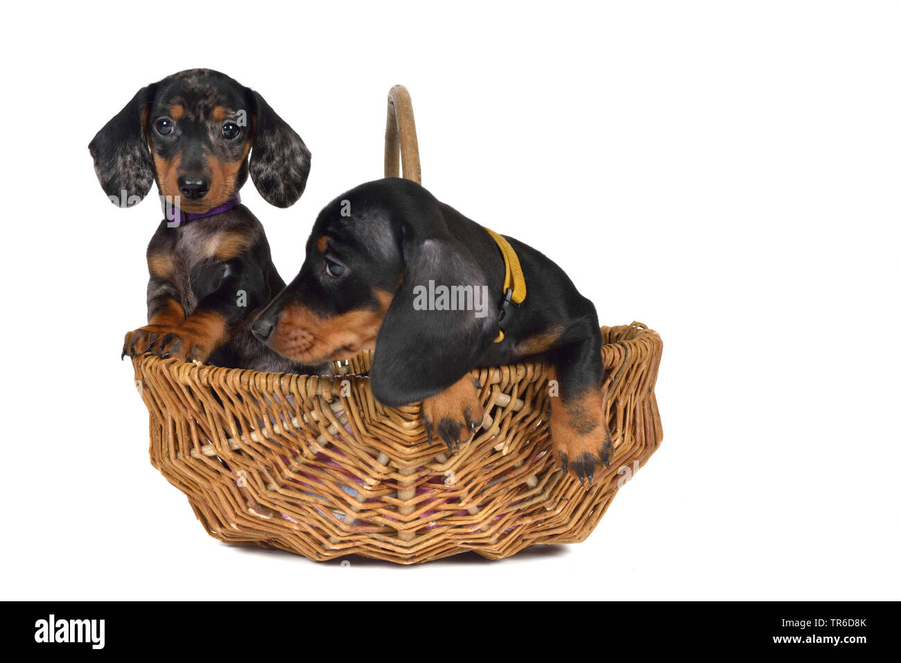 Two dachshund puppies looking out of a basket Banque de photographies et  d'images à haute résolution - Alamy