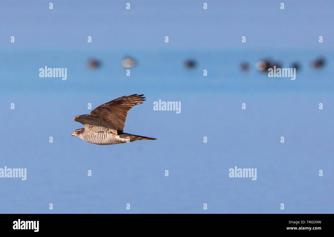 L'Autour des palombes (Accipiter gentilis), volant au-dessus du lac, l'Allemagne, la Bavière, le lac de Chiemsee Banque D'Images