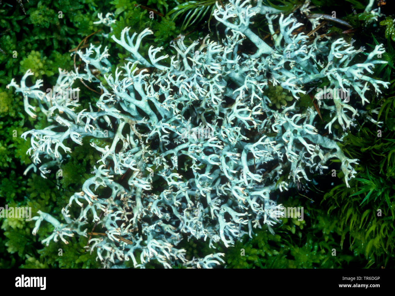 Lichen des rennes, Cladonie (Cladonia rangifera), Allemagne Banque D'Images