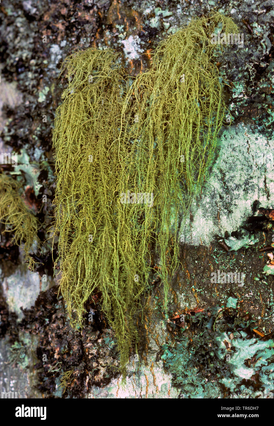 Lichen crin (Bryoria fuscescens), sur un tronc, Allemagne Banque D'Images