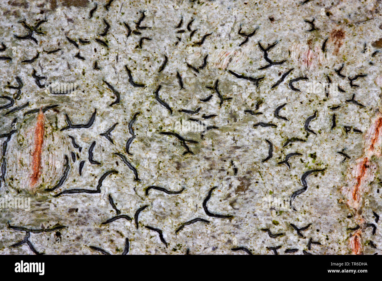 Script Script commun Lichen, lichen, lichen, Pencilmark l'écriture secrète, Lichen lichens crustacés (Graphis scripta), Allemagne Banque D'Images