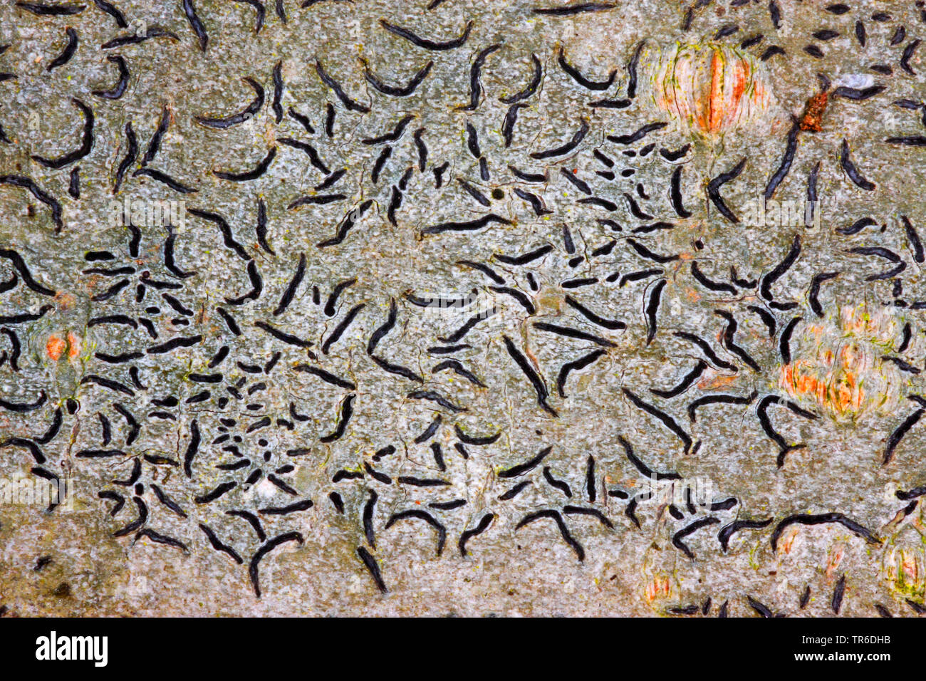 Script Script commun Lichen, lichen, lichen, Pencilmark l'écriture secrète, Lichen lichens crustacés (Graphis scripta), Allemagne Banque D'Images